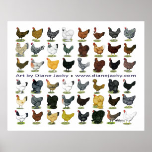 Poster Quarenta e oito Promo da galinha