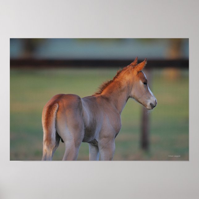 Poster Quarter Horse Foal (Frente)