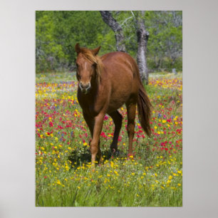 Poster Quarto Cavalo no Campo de Flores Selvagens