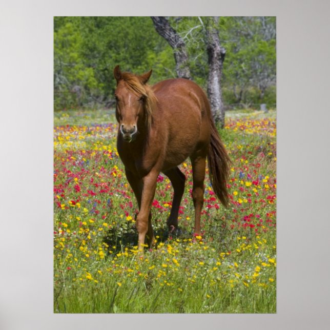 Poster Quarto Cavalo no Campo de Flores Selvagens (Frente)