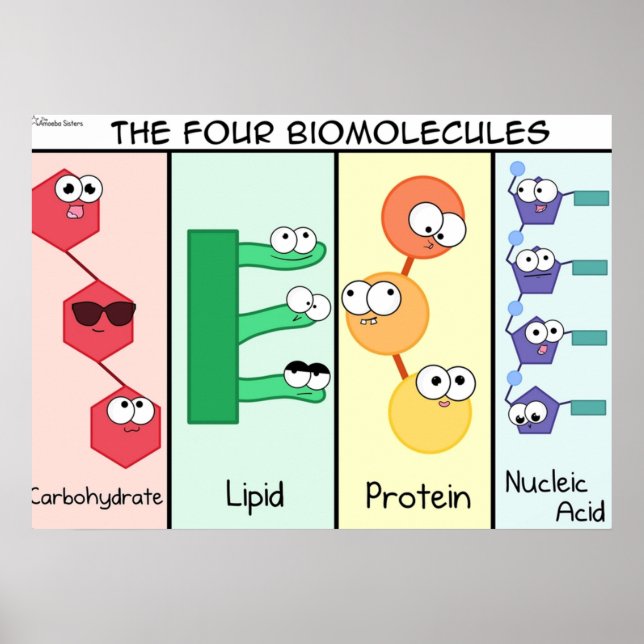 Poster Quatro Biomoléculas (Frente)