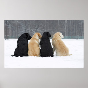 Poster Quatro Cães Labradores Na Neve
