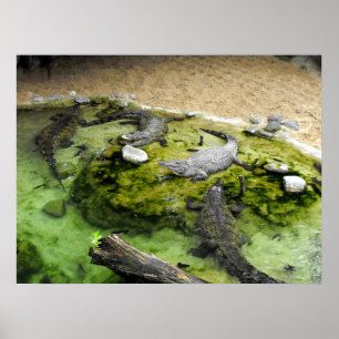 Poster Quatro crocodilos