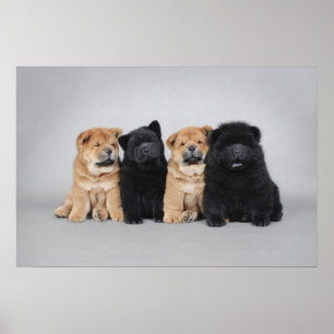 Poster Quatro filhotes de cachorro pequenos da comida de