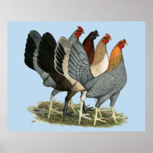 Póster Quatro Galinhas Gamefowl