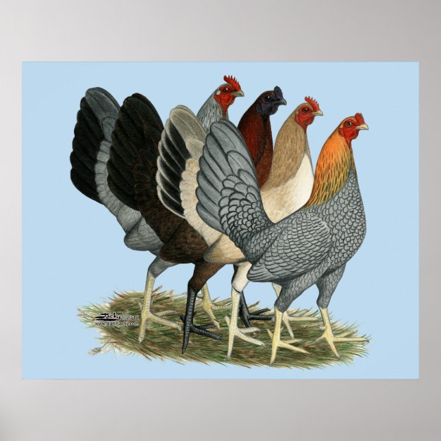 Póster Quatro Galinhas Gamefowl (Frente)