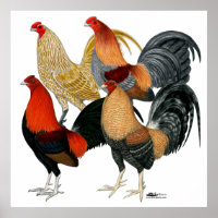 Quatro Gamecocks
