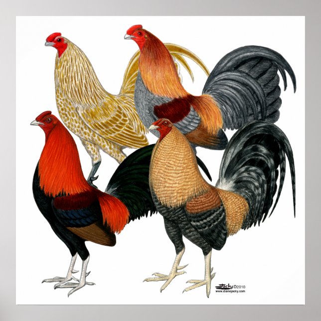 Poster Quatro Gamecocks (Frente)