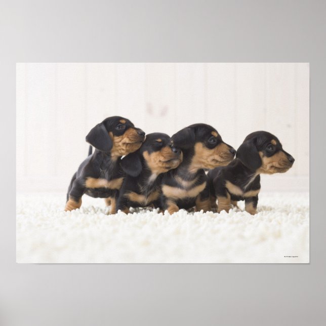 Póster Quatro Mini Dachshund (Frente)
