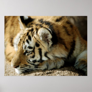 Poster Que posso eu fazer em seguida?