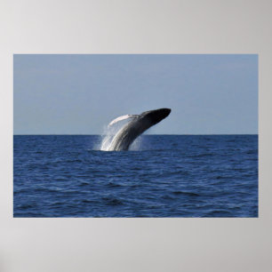 Poster Quebra de Humpback