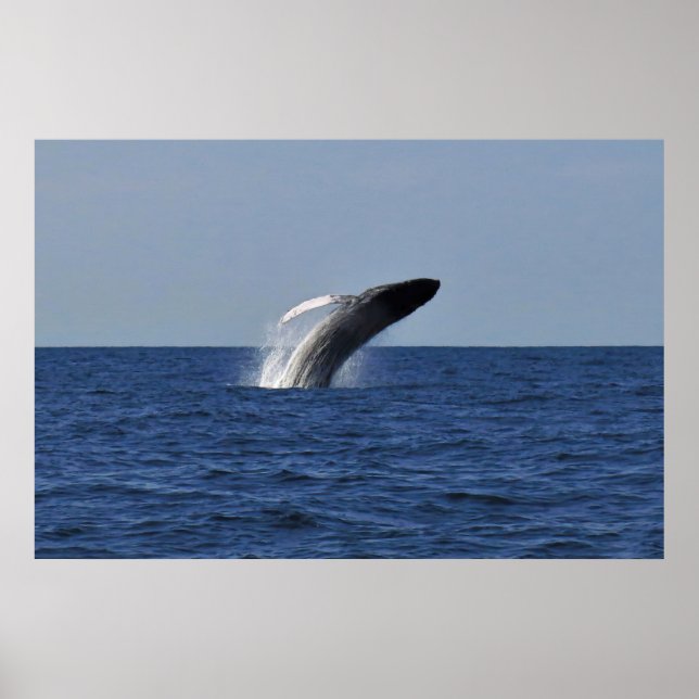 Poster Quebra de Humpback (Frente)