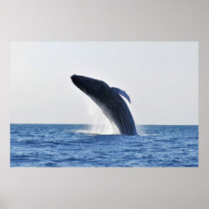 Poster Quebra de Humpback