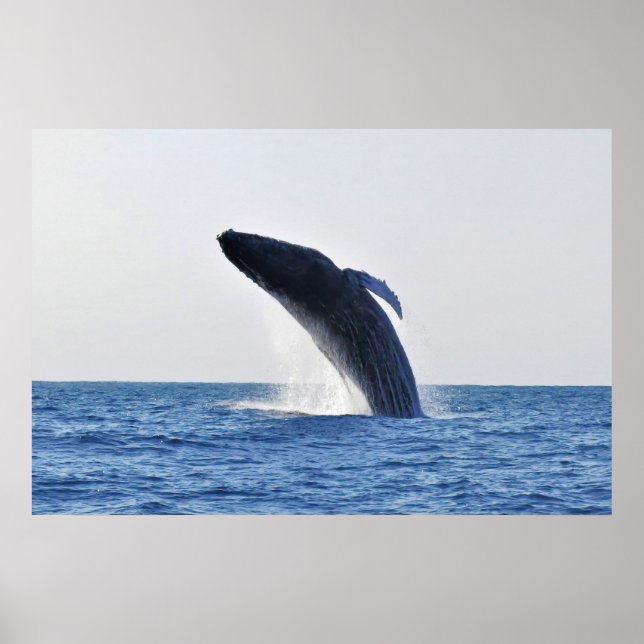 Poster Quebra de Humpback (Frente)