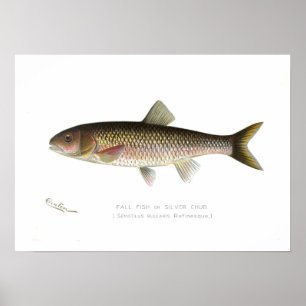 Póster Queda de Peixe ou Chub Silver