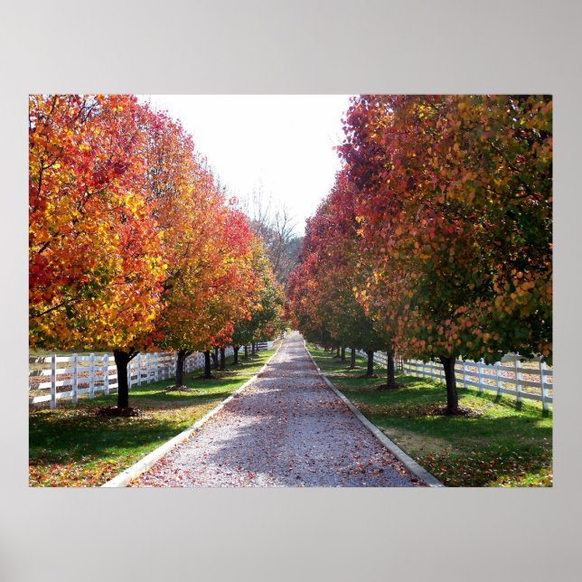 Póster Queda em Virginia Fall Foliage Trees deixa foto (Frente)