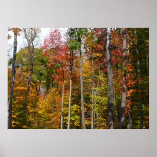 Póster Queda na fotografia do outono da Floresta Colorida