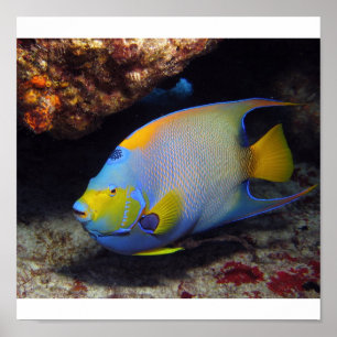 Poster Queen Angelfish