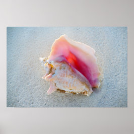 Póster Queen Conch Shell na praia de Bahamas