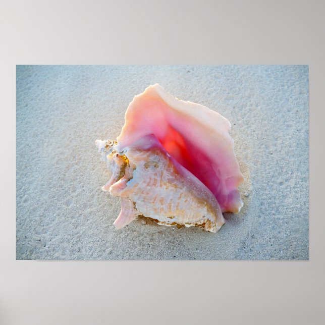 Póster Queen Conch Shell na praia de Bahamas (Frente)