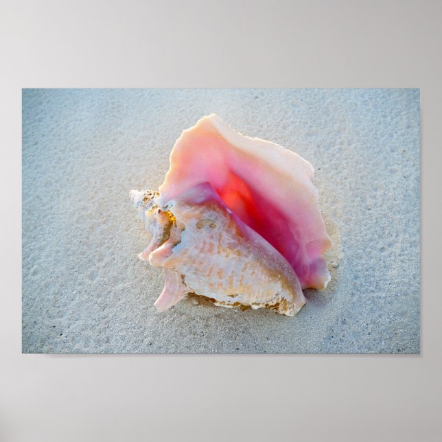 Póster Queen Conch Shell na praia de Bahamas (Frente)