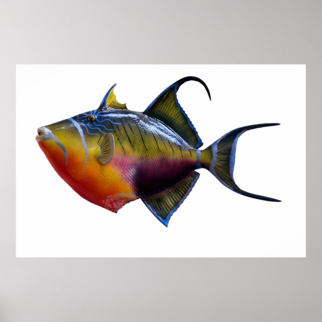 Poster Queen Trigger Fish (Frente)