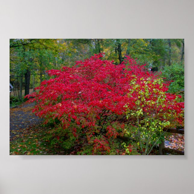 Póster Queimando Bush (Frente)