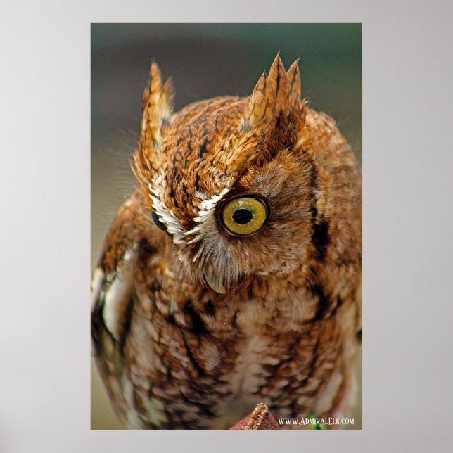 Poster Quem está olhando para baixo (Frente)