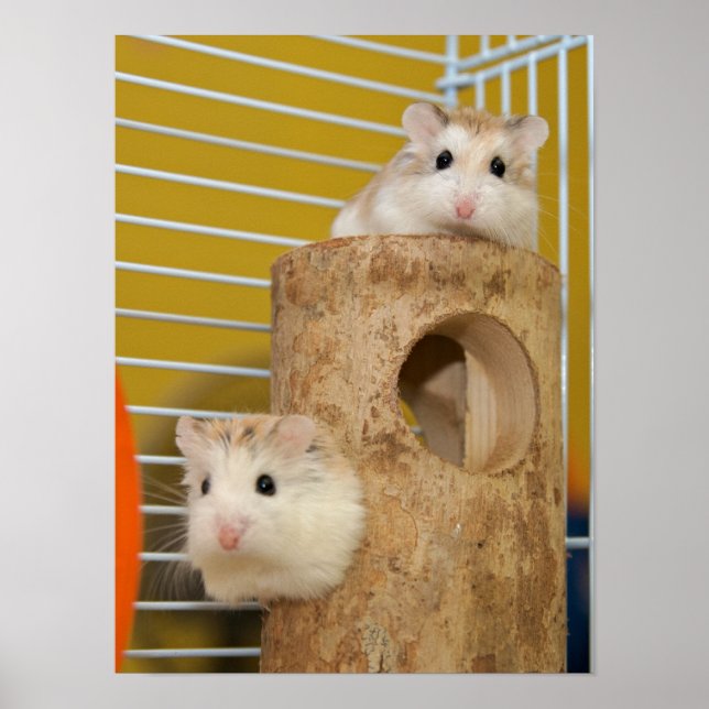 Poster Quem está olhando para você? (poster) (Frente)