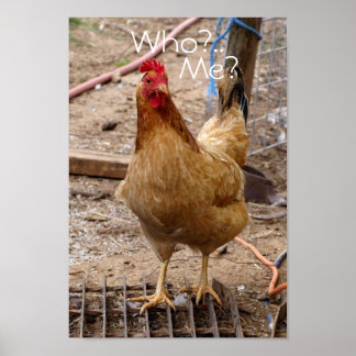 Póster Quem você chama de frango? Pôster