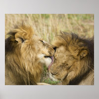 Quênia, Masai Mara. Encerramento de um leão macho