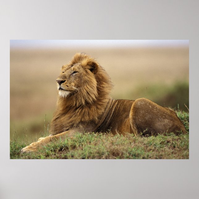 Poster Quênia, Masai Mara | Leão macho (Frente)