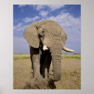 Poster Quênia: Parque Nacional de Amboseli, elefante masc
