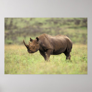 Póster Quênia, Parque Nacional de Nairobi. Rinoceronte Pr