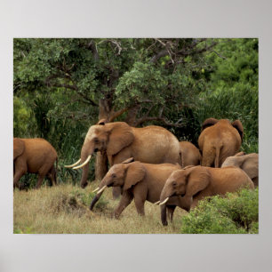 Póster Quênia: Parque Nacional de Tsavo East, rebanho afr