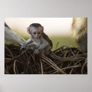 Póster Quênia, Reserva de Caça Samburu. Macaco Vervet