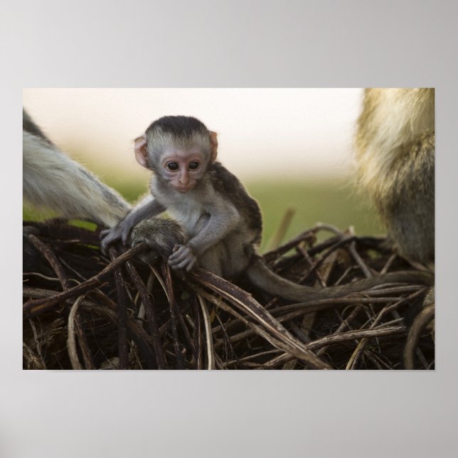 Póster Quênia, Reserva de Caça Samburu. Macaco Vervet (Frente)