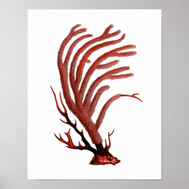 Poster Quente Red Sea Coral n.º 2 Beach Wall Art Impressã (Frente)