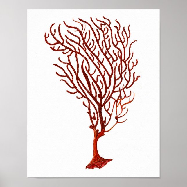 Poster Quente Red Sea Coral n.º 5 Beach Wall Art Impressã (Frente)