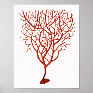 Póster Quente Red Sea Coral n.º 6 Beach Wall Art Impressã