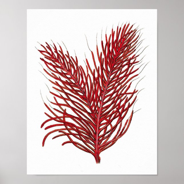 Poster Quente Red Sea Coral n.º 8 Beach Wall Art Impressã (Frente)