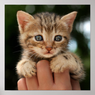 Poster Querida Kitten