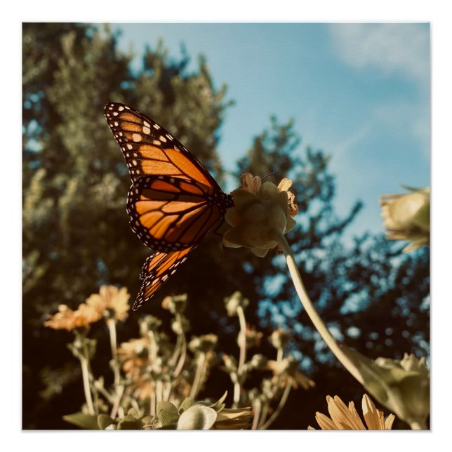 Póster Quiet Wings (Frente)