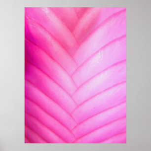 Póster Quill cor-de-rosa Bromeliad