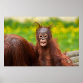Poster Quirky Charm de um Bebê Orangutan
