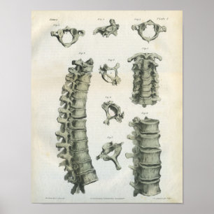 Póster Quiroterapia cervical e torácica da espinha