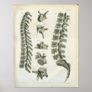 Poster Quiroterapia das vértebras torácicas e lombares