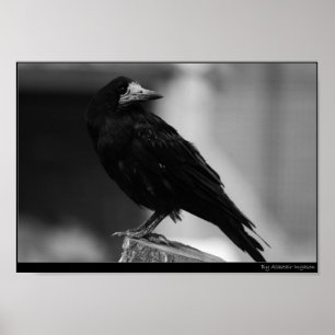 Póster Quoth the Raven