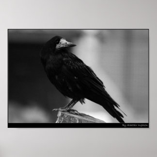 Póster Quoth the Raven