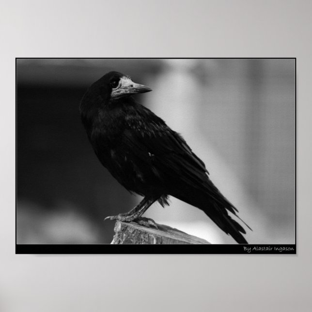 Póster Quoth the Raven (Frente)